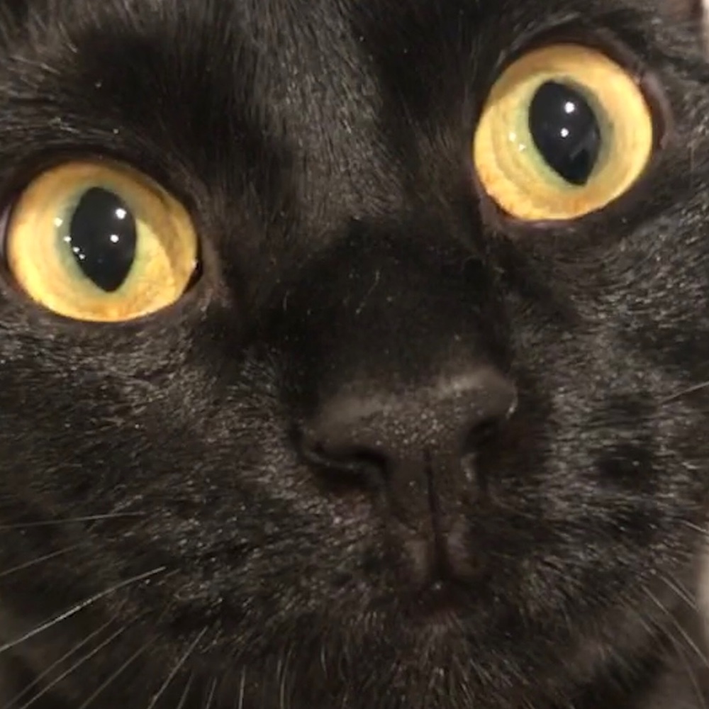 Meet your Posher, Kaylee